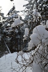 small ice on the branches