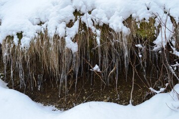 ice on the grass in the woods