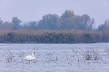 Mute swan (Cygnus olor). Danube Delta, Tulcea County, Romania, Europe