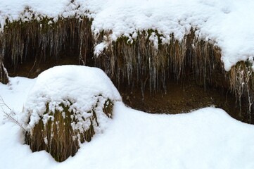 ice on the grass in the woods