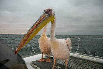 Pelican waiting for fish on the deck of a catamaran in Valwis Bay of Namibia