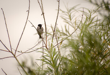 Male Reed Bunting perching in a tree with a dull sky background.