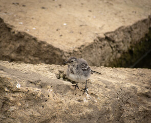 Pied Wagtail fledgling perched on some rocks