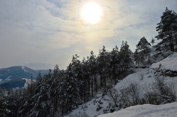a forest of fir trees under the snow
