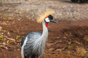 Crown Crane in Northern Kenya