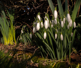 Snowdrops growing in a garden, with earth in the background. 