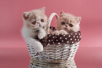 Fototapeta na wymiar Two cream exotic Persian kittens sit in a wicker basket on a pink background