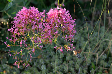 flowers in the garden