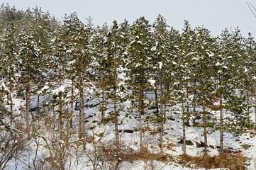 a forest of fir trees under the snow