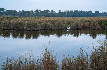 Fototapeta na wymiar Mute swan (Cygnus olor). Danube Delta, Tulcea County, Romania, Europe