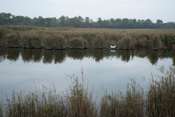 Mute swan (Cygnus olor). Danube Delta, Tulcea County, Romania, Europe