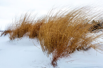Dune Grass