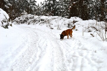 a dog on a mountain in the snow