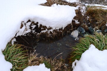 forest stream in winter in the snow