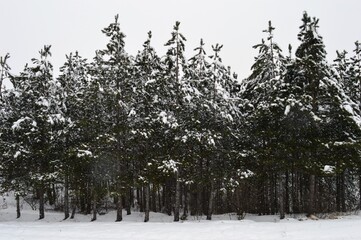 forest in winter under snow