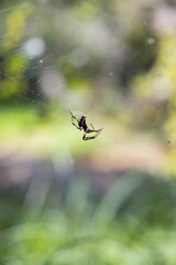 Spider and cobweb in the forest