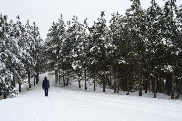 a man in the woods in the winter on the snow