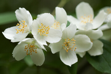 Fototapeta na wymiar delicate wonderful white jasmine flowers