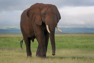 Fototapeta na wymiar Young African elephant (Loxodonta africana) bull, walking on savanna, looking at camera, Amboseli national park, Kenya.