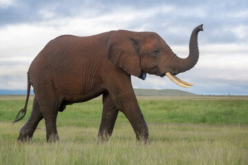 Young African elephant (Loxodonta africana) bull, smelling for sent, Amboseli national park, Kenya.