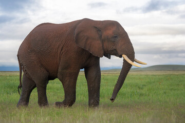 Fototapeta na wymiar Young African elephant (Loxodonta africana) bull, walking on savanna, Amboseli national park, Kenya.