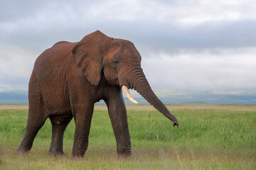 Fototapeta na wymiar Young African elephant (Loxodonta africana) bull, walking on savanna, smelling with trunk, Amboseli national park, Kenya.