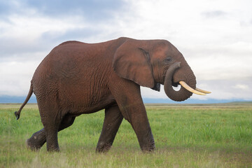 Fototapeta na wymiar Young African elephant (Loxodonta africana) bull, smelling with trunk, Amboseli national park, Kenya.
