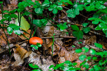 Small russula mushroom with a red cap growing between brown leaves and green grass 