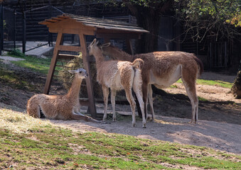 South Americam Llamas near feeder. Group of llamas in Zoo.