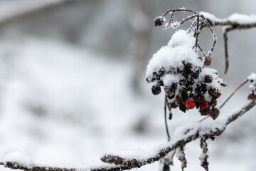 Wintertime
