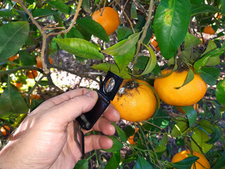 Supervisor tests citrus fruits of the citrus trees with a handheld magnifier for insect pests. Pest control 