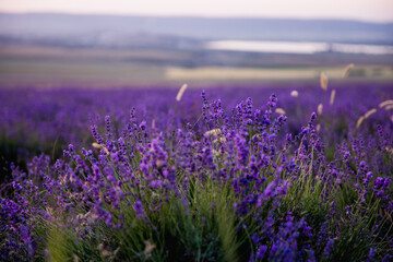 Naklejka premium Lavender field. Beautiful blossoming lavender bushes rows.Provence garden