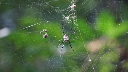 a big spider in the Hutoushan Hutou Mountain Park, Guishan, Taoyuan City, Taiwan, January