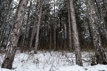 forest in winter under snow