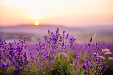 Lavender field at sunset. Beutiful blossoming lavender bushes rows