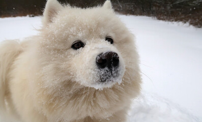 Close up of a dog's nose in winter