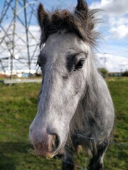 Obraz premium Portrait of a white horse