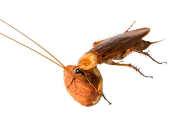 big cockroach pest eating almond isolated on white background. un healthy disease place in house.