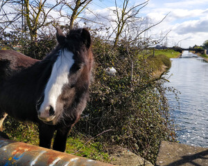 Fototapeta premium Dark brown horse by the canal