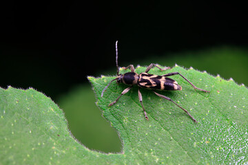 Cerambycidae insects inhabit wild plants in North China