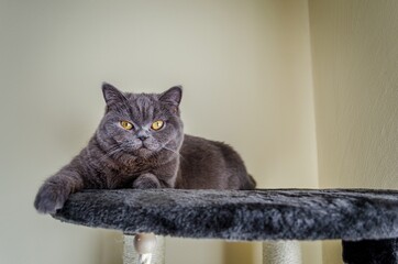 cat on the table