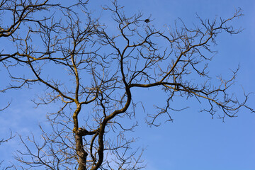 Common catalpa