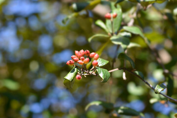 Korean spice viburnum