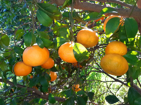 Ripe citrus fruits grows on the citrus agricultural plantation 