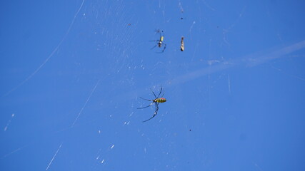 big spiders at the Sun Moon Lake, Yuchi Township, Nantou County, Taiwan, January