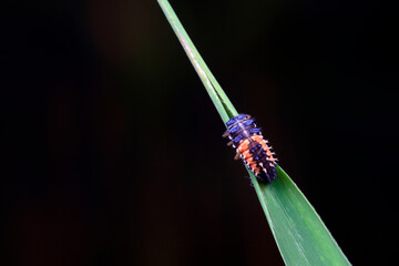 Ladybug larvae inhabit wild plants in North China