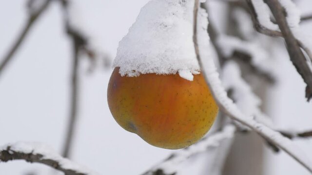 pan of autumn snowfall on apple tree, snowflakes falls on the branches with snow-covered apples cloes up view.