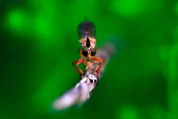 Insectivorous Tabanus inhabits wild plants in North China