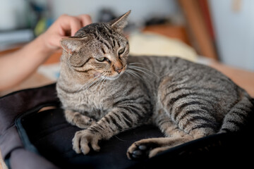 gray tabby cat with green eyes enjoys the caresses of a human hand