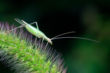 Tree crickets live on wild plants in North China